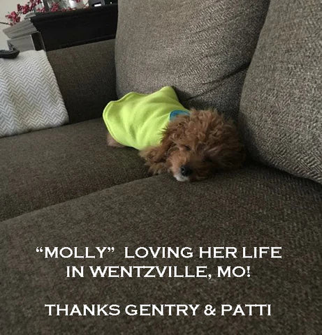 “Molly” With Her New Family In Wentzville