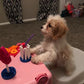 Bentley The Cavapoo Having A Tea Party