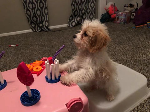 Bentley The Cavapoo Having A Tea Party