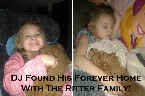 "DJ" Now With The Ritter Family! miniature poodle apricot