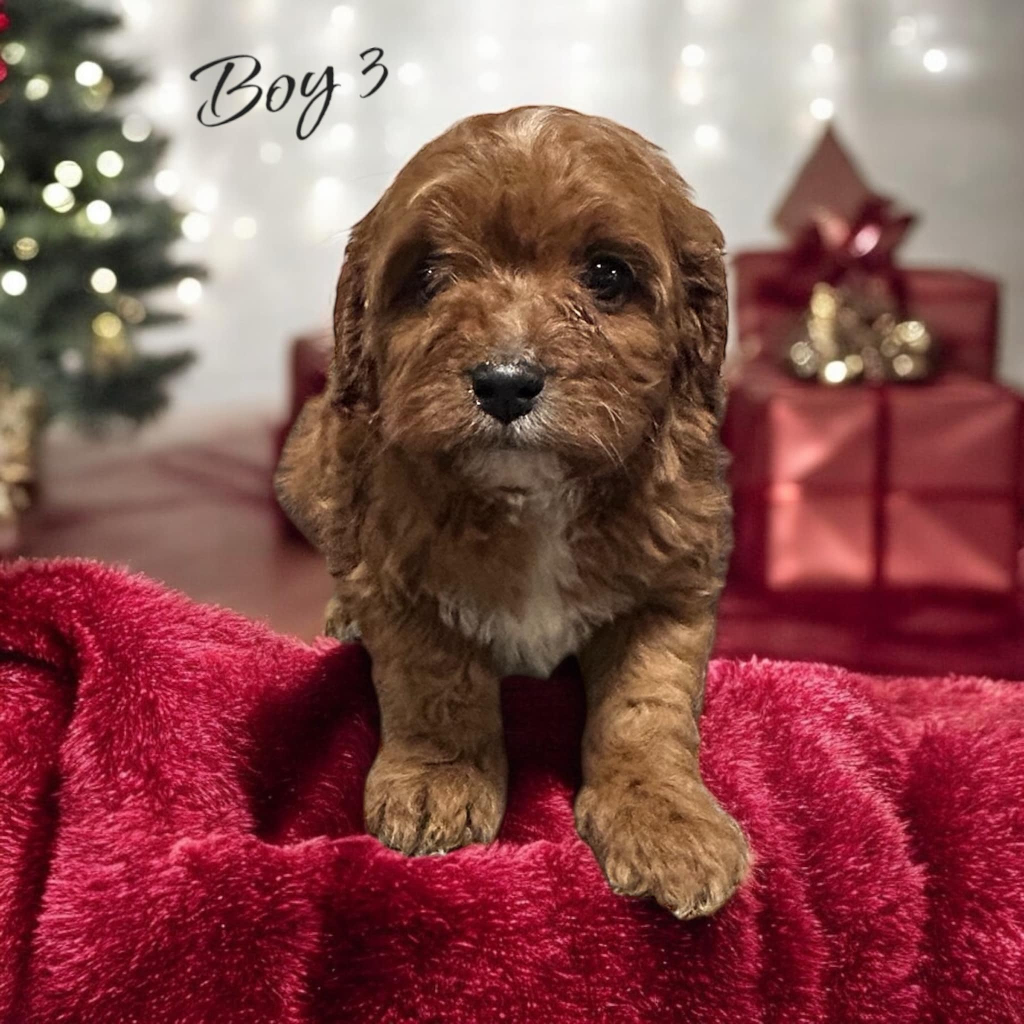 Cavapoo Puppy Adoption Guide Your Step by Step Process Weaver Family Farms Puppies