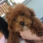 Red Toy Girl Toy Poodle “Osage” In Illinois!