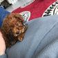 Red Toy Girl Toy Poodle “Osage” In Illinois!