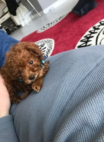 Red Toy Girl Toy Poodle “Osage” In Illinois!