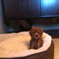 Red Toy Girl Toy Poodle “Osage” In Illinois!