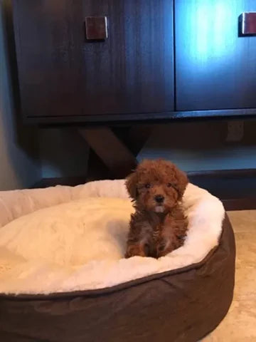 Red Toy Girl Toy Poodle “Osage” In Illinois!