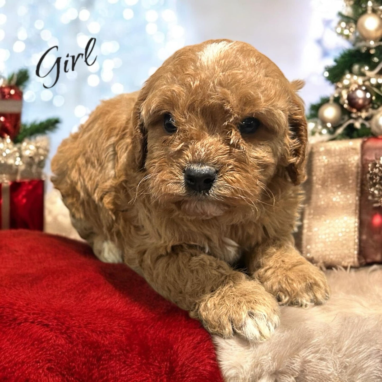 Cavapoo Girl – Red Coat Puppy Ready for a Loving Home

