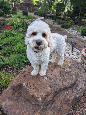 Winston the white Cockapoo playing in his new home
