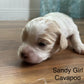 Cavapoo Puppies! white and tan