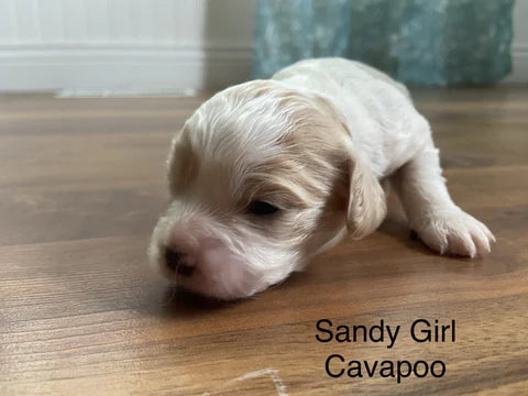 Cavapoo Puppies! white and tan