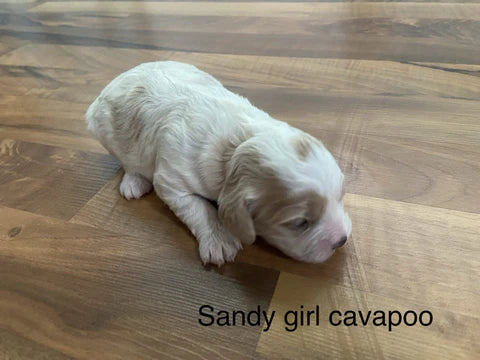 Cavapoo Puppies! first generation