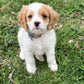 “Archie” the cavapoo