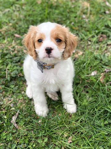 “Archie” the cavapoo