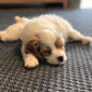 “Archie” the cavapoo