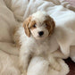 white and brown cavapoo