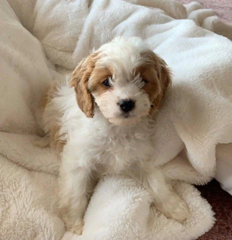 white and brown cavapoo