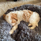 cavapoo puppies for adoption