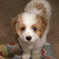 cavapoo for sale under 1000