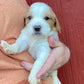 Cavapoo Puppies!