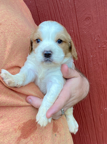 Cavapoo Puppies!