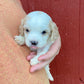 Cavapoo Puppies! for sale