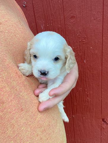 Cavapoo Puppies! for sale