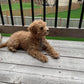 “Steve” The Maltipoo 2020