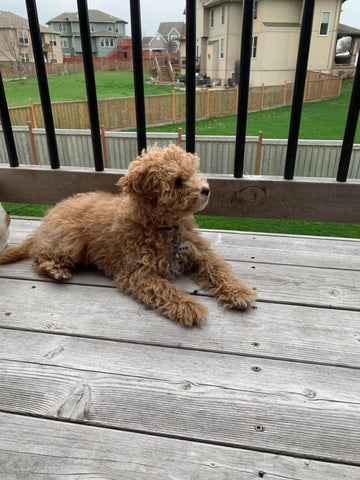 “Steve” The Maltipoo 2020