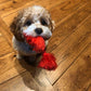 Cavapoo puppy needing a new home