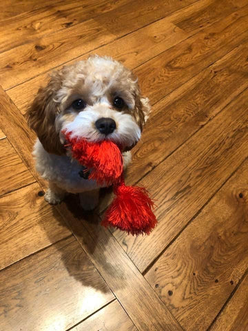 Cavapoo puppy needing a new home