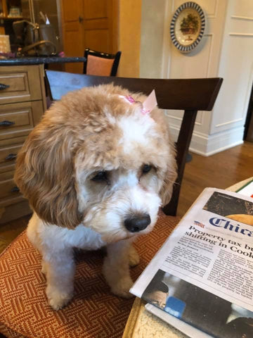 Cavapoo puppy ready for a new adventure