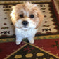 Cavapoo puppy seeking a loving family