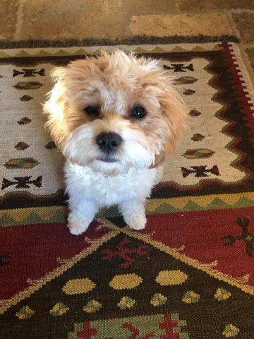 Cavapoo puppy seeking a loving family