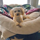 Little Maltipoo “Roscoe” Boy Now In Massachusetts (With Video)