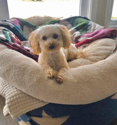 Little Maltipoo “Roscoe” Boy Now In Massachusetts (With Video)