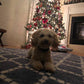 Little Maltipoo “Roscoe” Boy Now In Massachusetts (With Video)