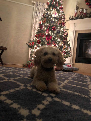 Little Maltipoo “Roscoe” Boy Now In Massachusetts (With Video)