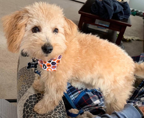 “Benji” Maltipoo In His Forever Home!