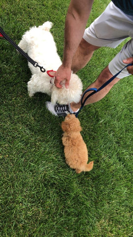 “Benji” Maltipoo In His Forever Home!