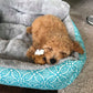 “Benji” Maltipoo In His Forever Home!