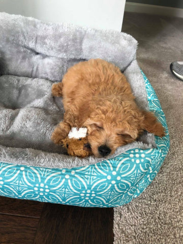 “Benji” Maltipoo In His Forever Home!