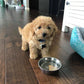 “Benji” Maltipoo In His Forever Home!