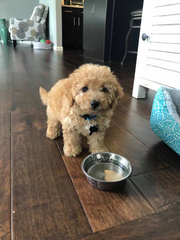 “Benji” Maltipoo In His Forever Home!