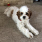 Updated Picture Of Cassie The Cavapoo