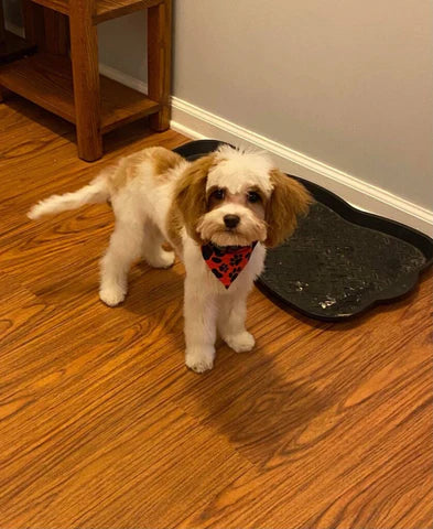 Sonny The Cavapoo brown and white cavapoo puppies for sale