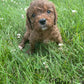 Adorable Cavapoo Puppies