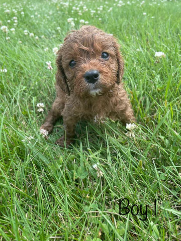 Adorable Cavapoo Puppies