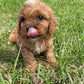 Adorable Cavapoo Puppies