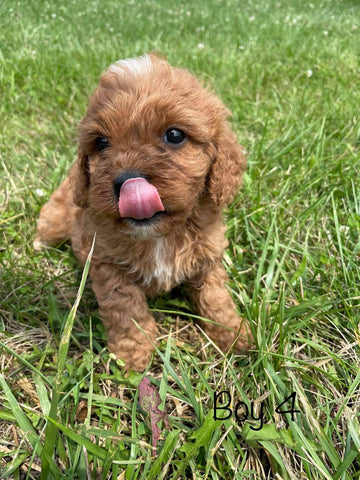 Adorable Cavapoo Puppies