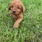 Adorable Cavapoo Puppies for sale